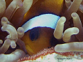   Nemo mama taking good care breed  